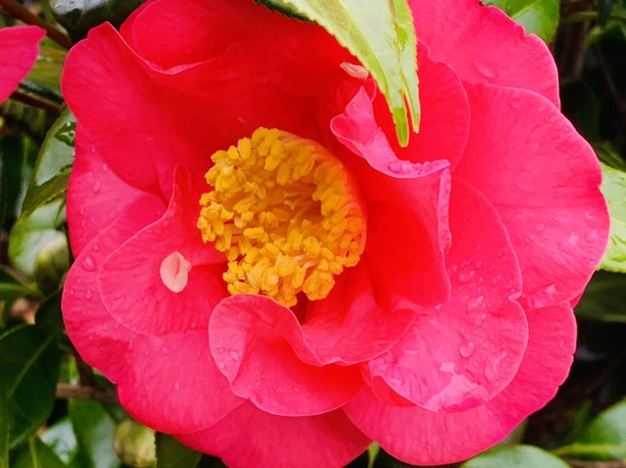 IMG_6255.jpg?type=w966