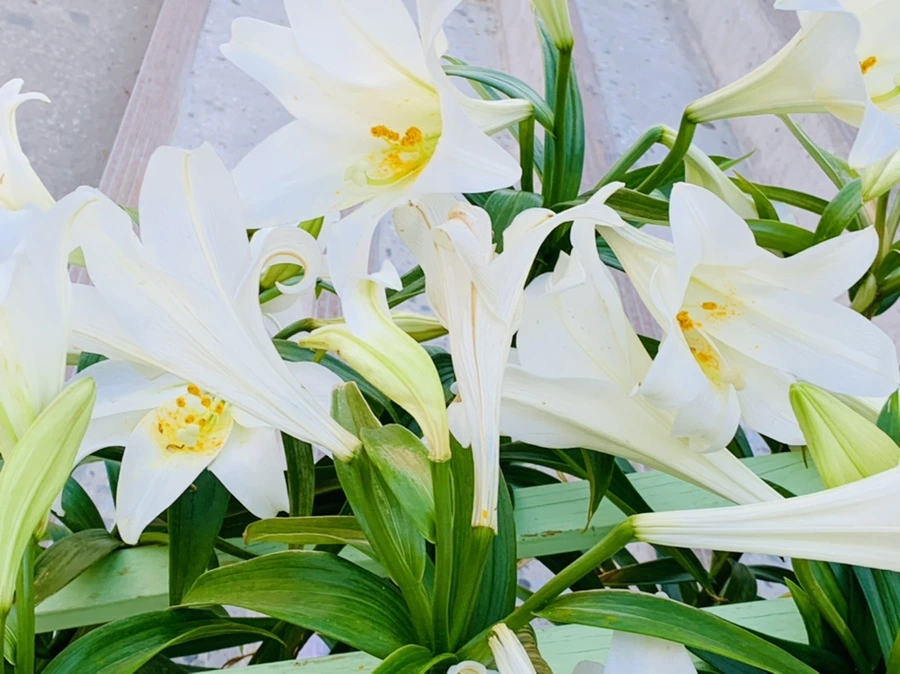 IMG_4956.jpg?type=w966