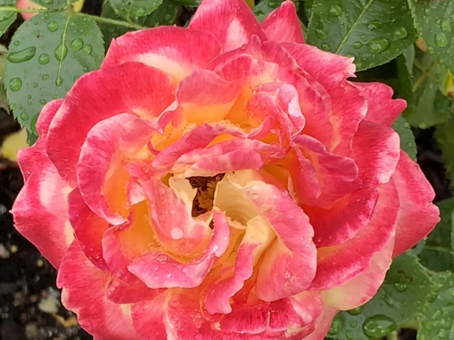 IMG_5689.jpg?type=w966