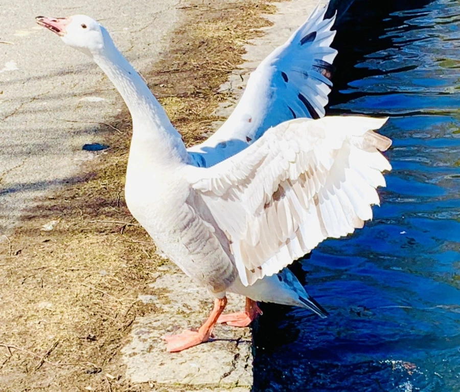 IMG_8262.jpg?type=w966