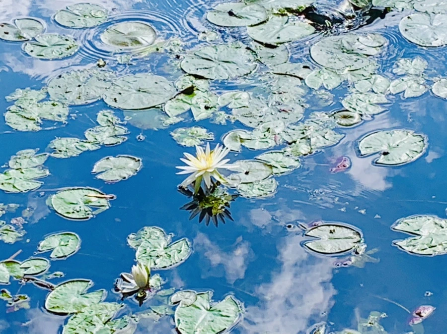 IMG_0843.jpg?type=w966