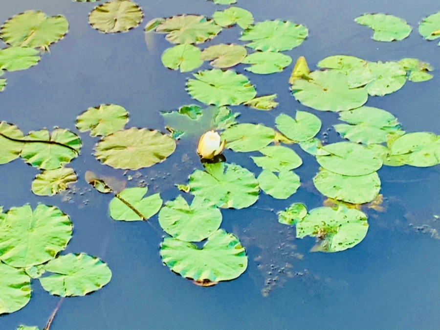 IMG_5537.jpg?type=w966