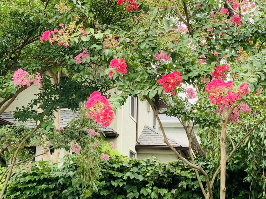 IMG_5955.jpg?type=w966