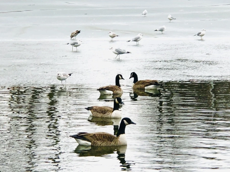 IMG_6435.jpg?type=w966