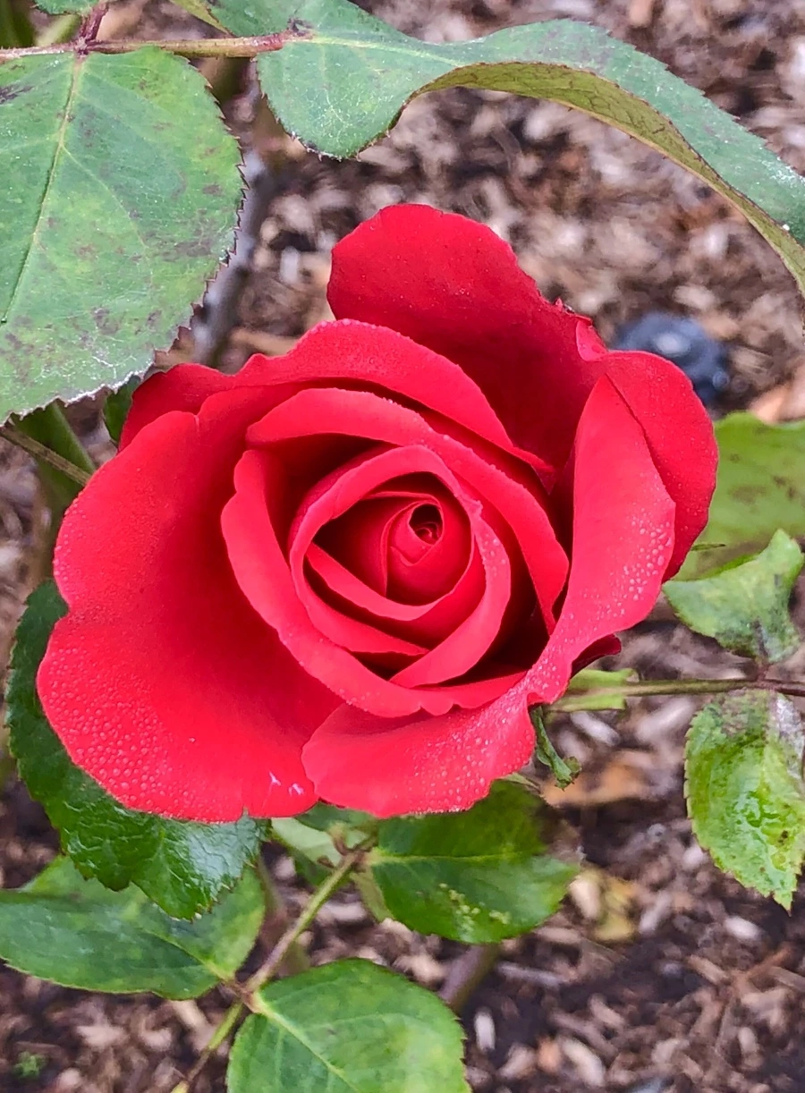 IMG_2263.jpg?type=w966