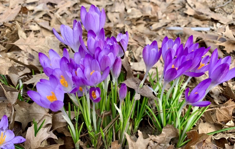 IMG_0427.jpg?type=w966