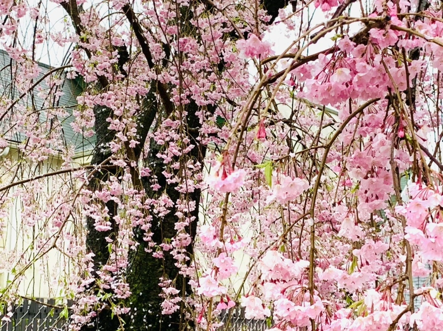 IMG_2296.jpg?type=w966