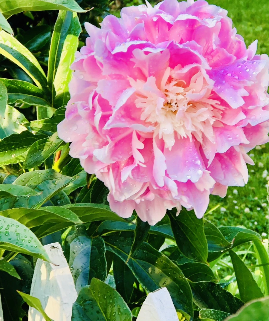 IMG_7997.jpg?type=w966