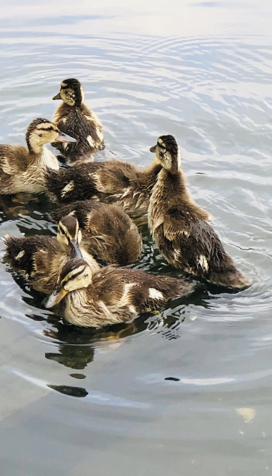 IMG_3092.jpg?type=w966