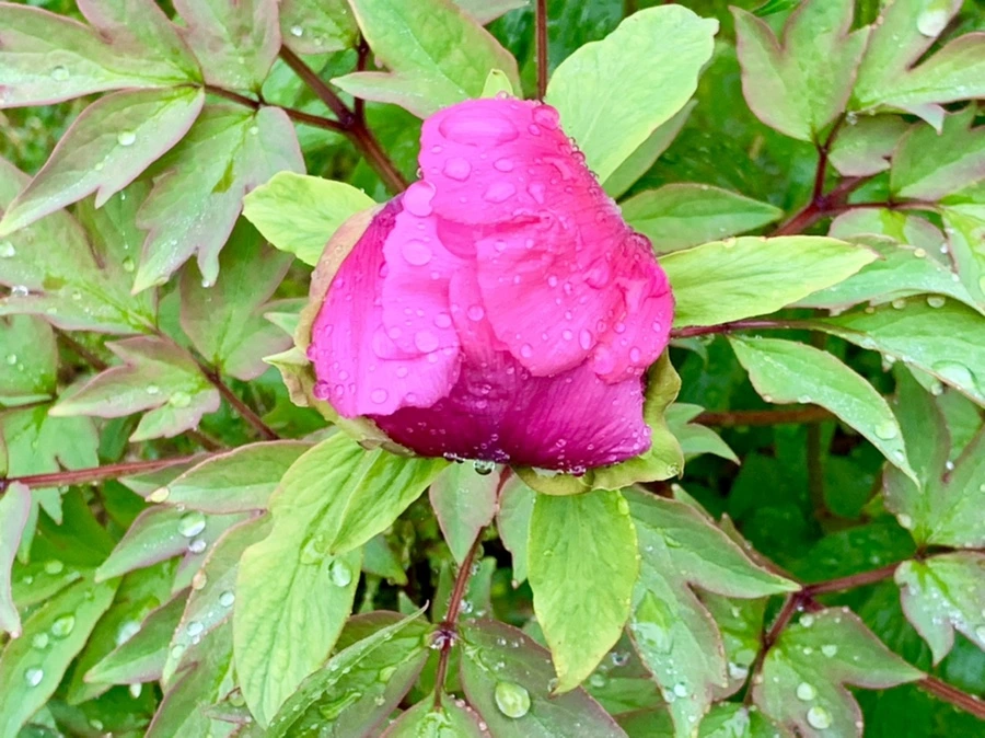 IMG_9393.jpg?type=w966