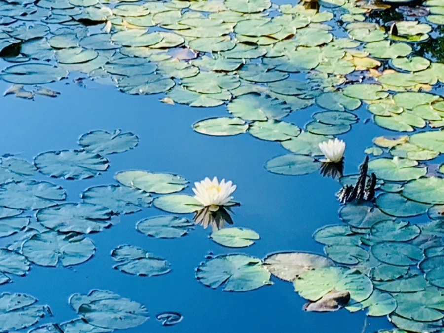 IMG_4312.jpg?type=w966