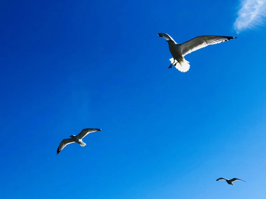 IMG_5400.jpg?type=w966