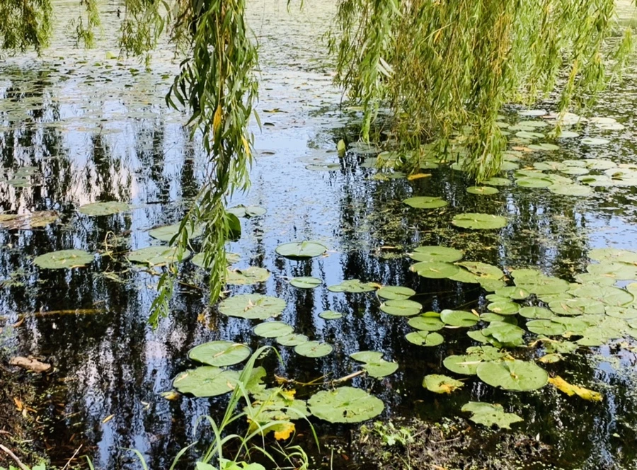 IMG_7524.jpg?type=w966