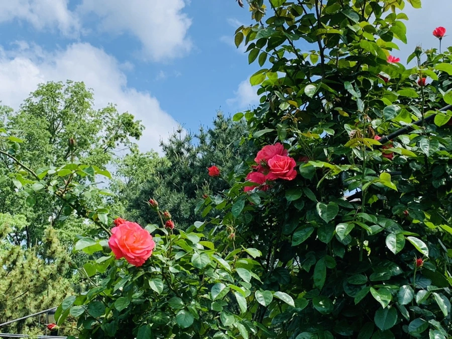 IMG_5806.jpg?type=w966