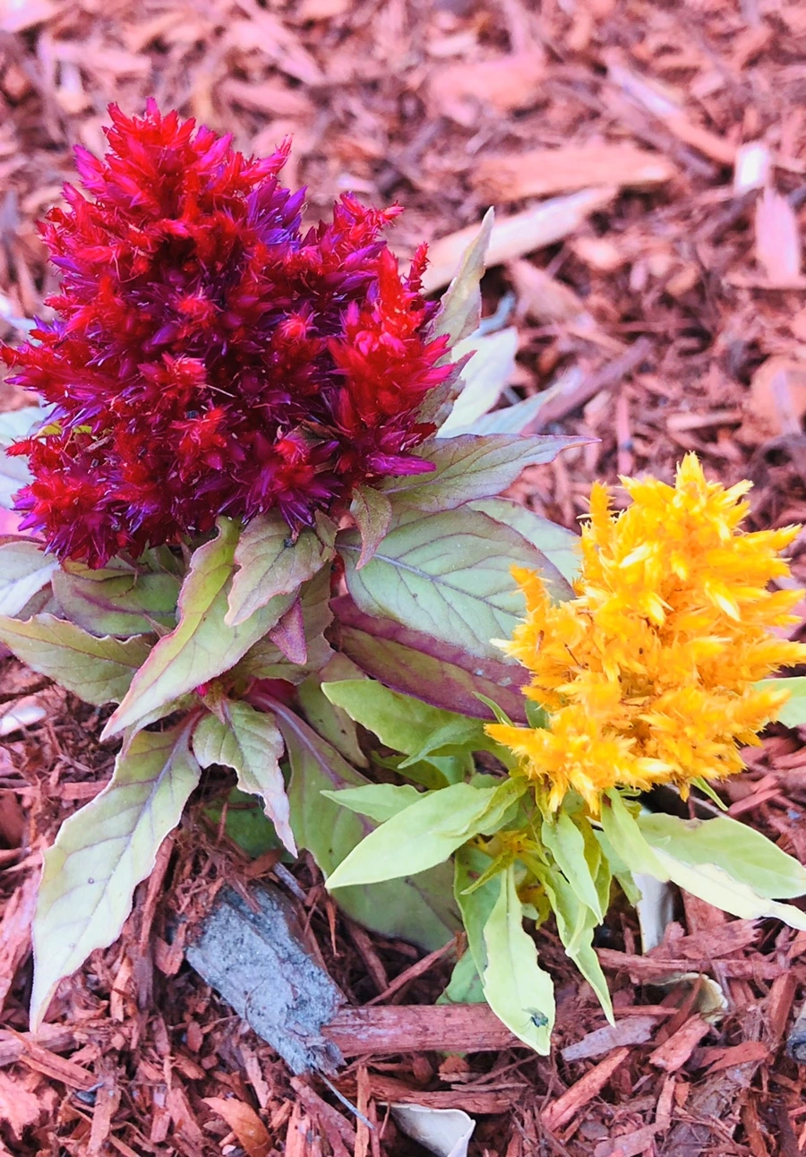 IMG_8408.jpg?type=w966