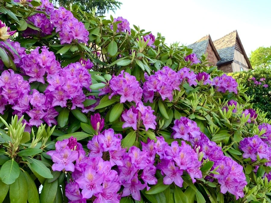 wfLj_tjoUPh8awq6eV1MmBs8Mac