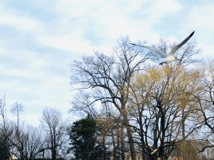 IMG_0172.jpg?type=w966