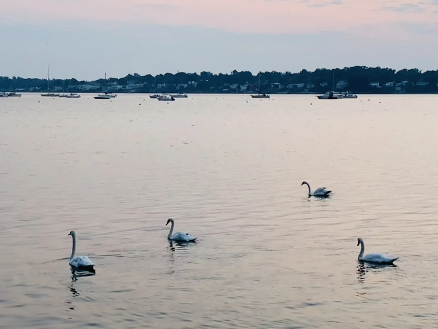 IMG_2364.jpg?type=w966