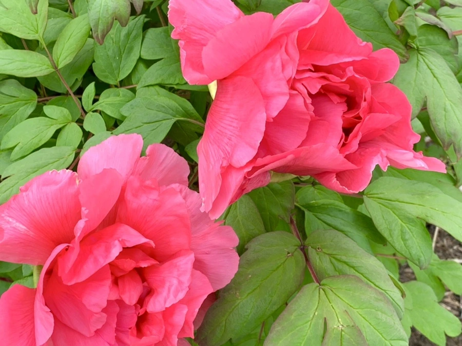 IMG_9102.jpg?type=w966