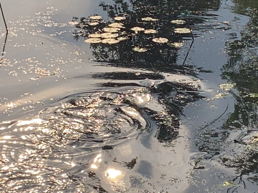 IMG_1638.jpg?type=w966