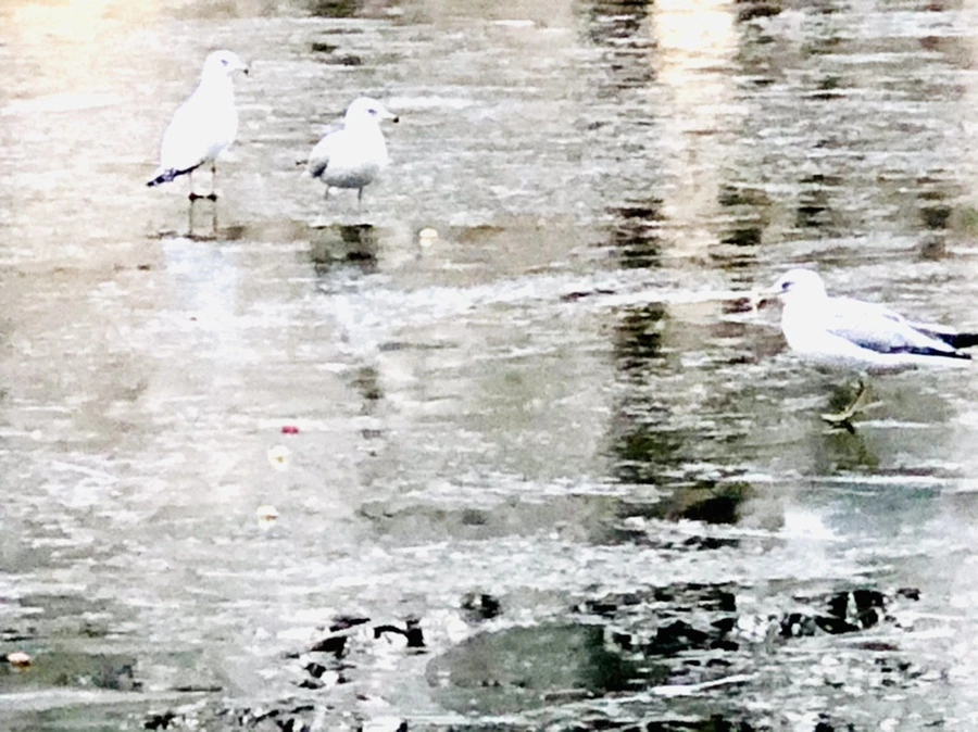 IMG_1946.jpg?type=w966