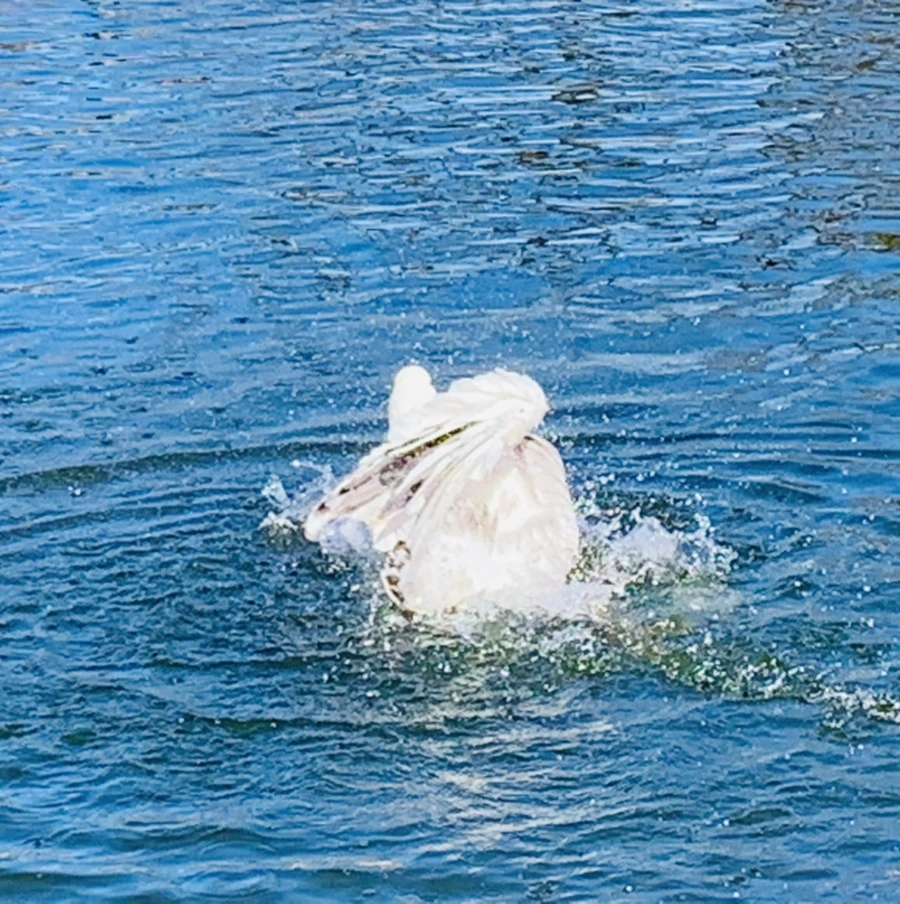 IMG_8923.jpg?type=w966