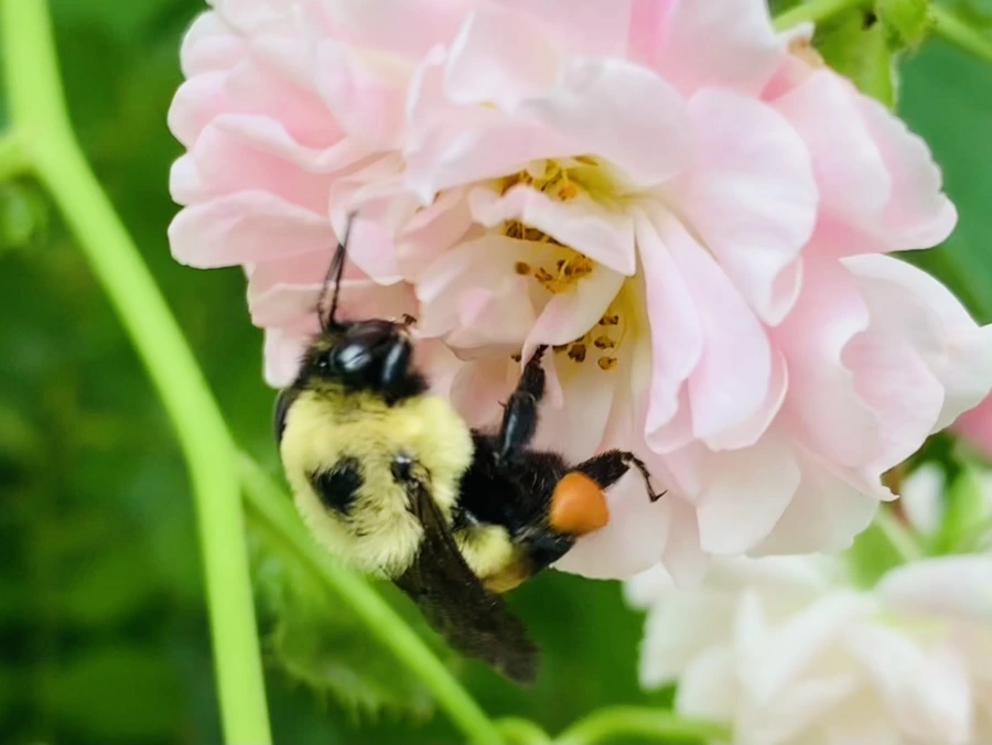 IMG_2275.jpg?type=w966