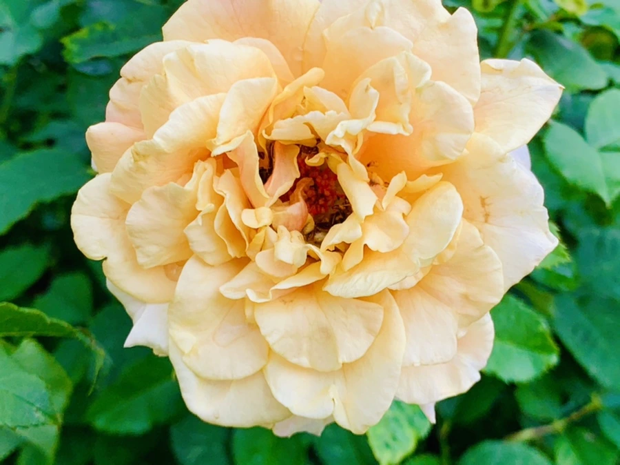 IMG_8724.jpg?type=w966