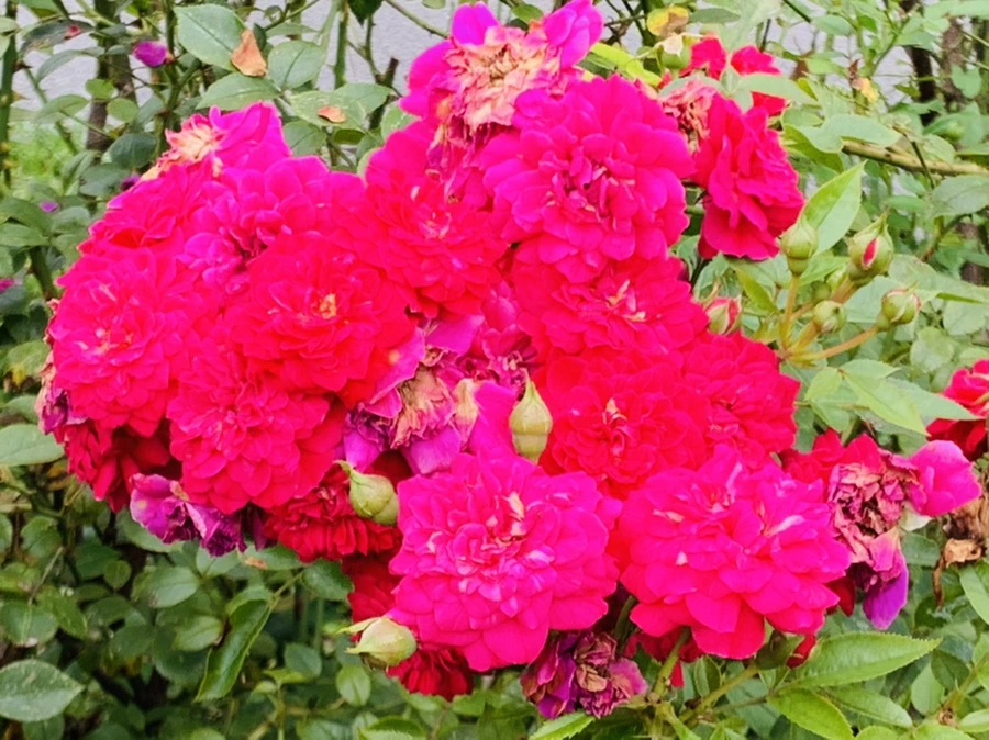 IMG_6898.jpg?type=w966