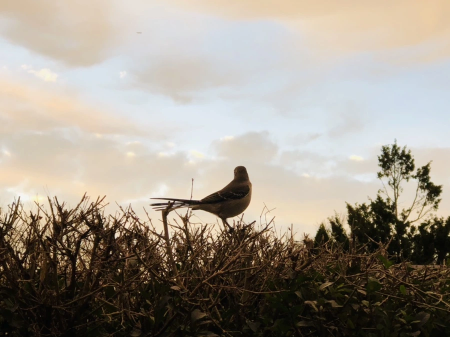 IMG_8226.jpg?type=w966