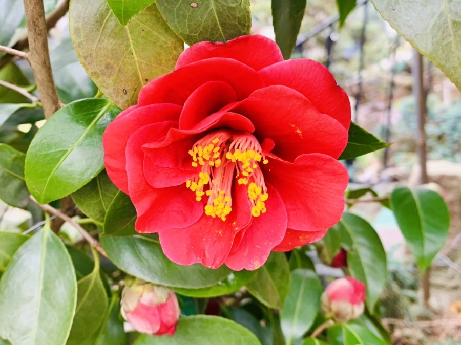 IMG_6620.jpg?type=w966