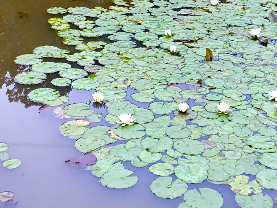 IMG_6915.jpg?type=w966