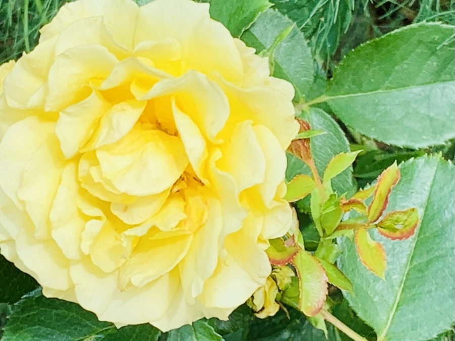 IMG_0521.jpg?type=w966