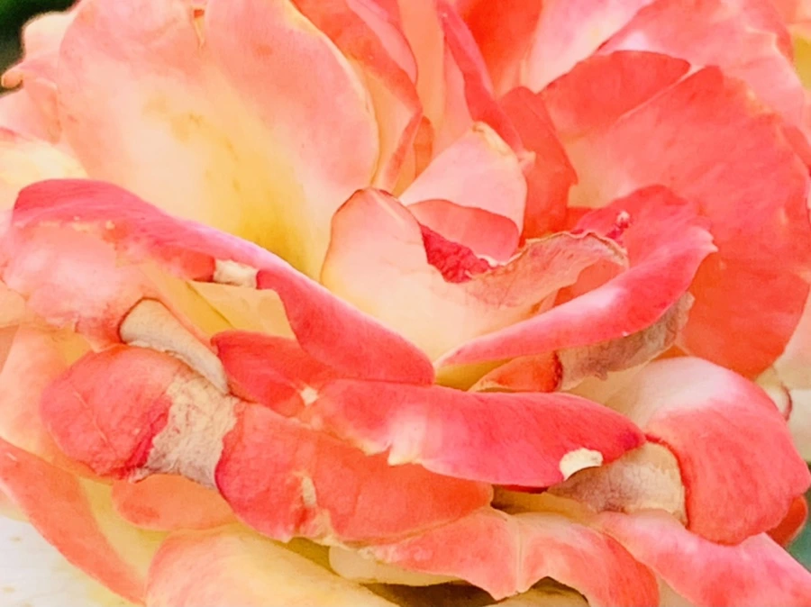 IMG_0453.jpg?type=w966