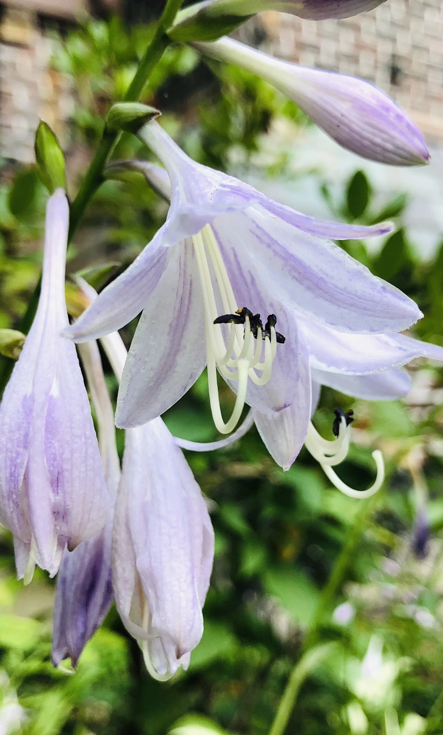 IMG_2019.jpg?type=w966