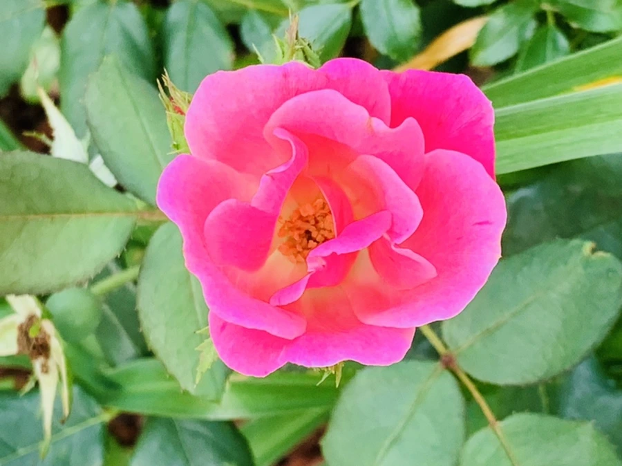 IMG_5959.jpg?type=w966