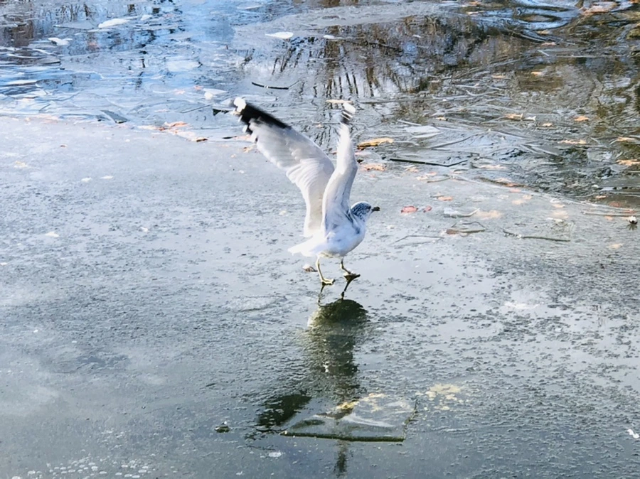 IMG_1823.jpg?type=w966