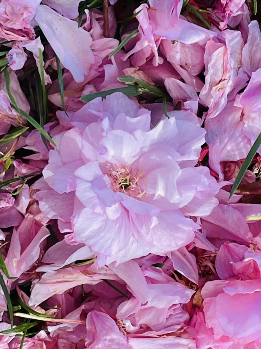 IMG_5946.jpg?type=w966