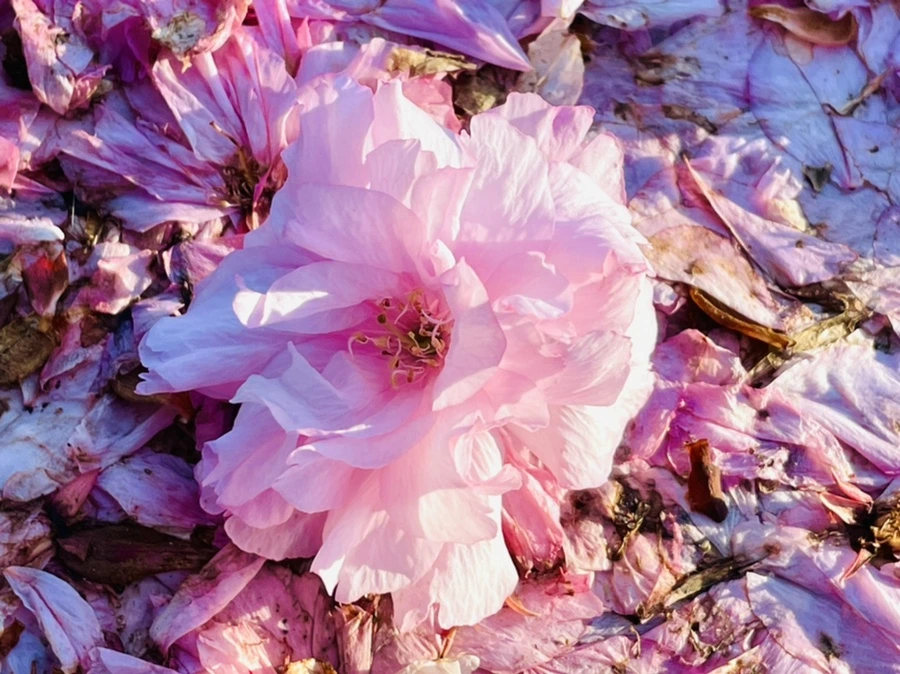 IMG_5920.jpg?type=w966