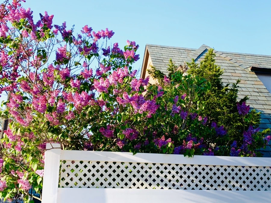 IMG_4979.jpg?type=w966