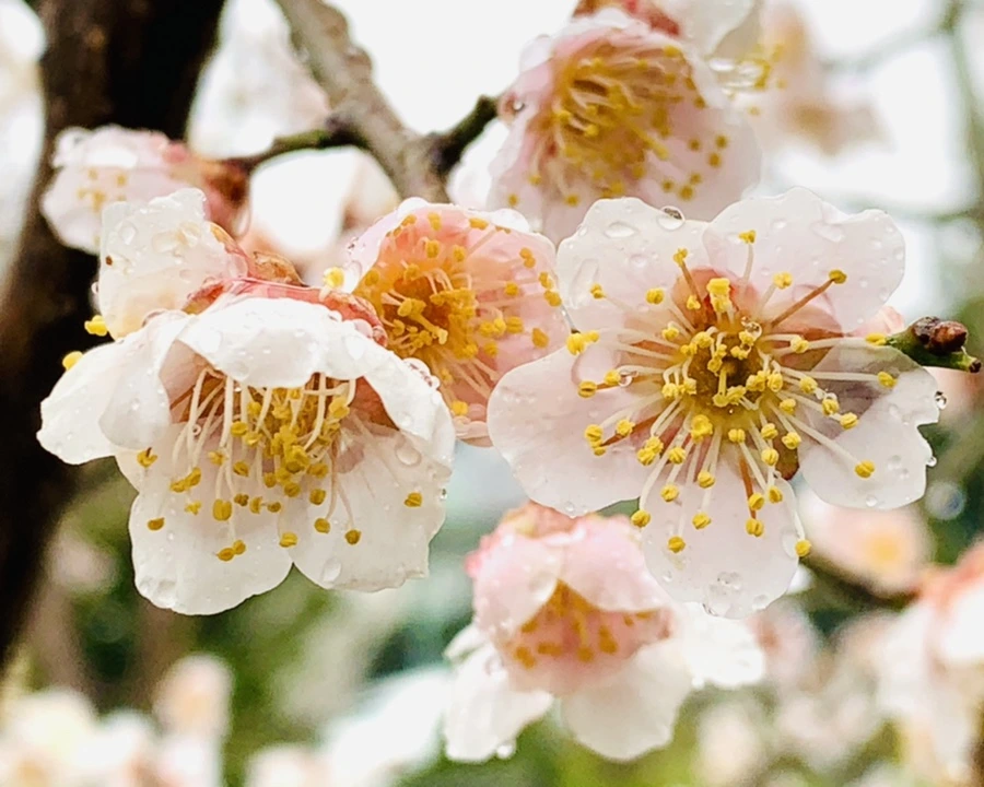 IMG_1787.jpg?type=w966