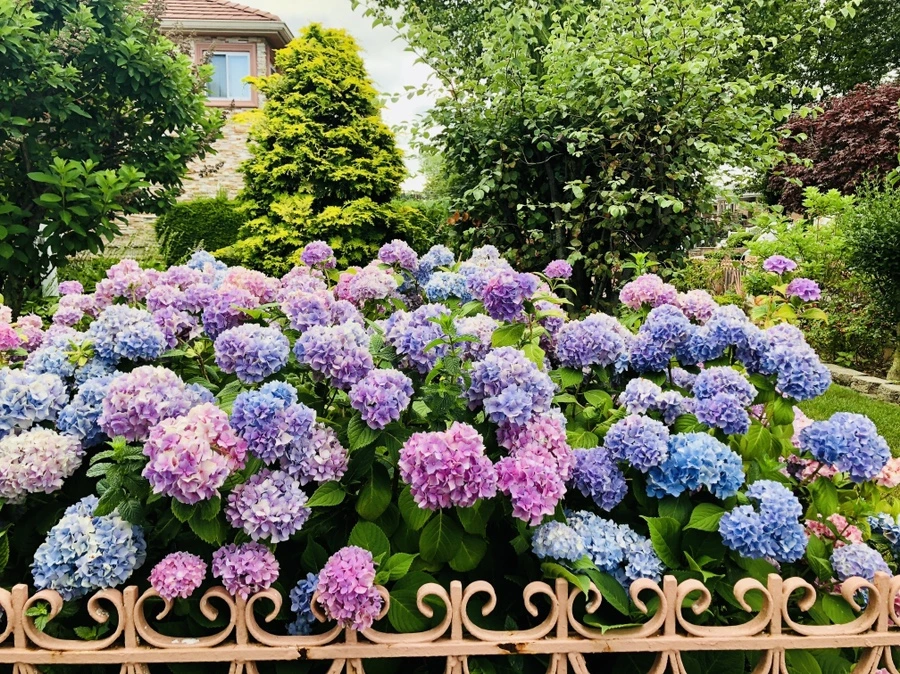 IMG_0869.jpg?type=w966