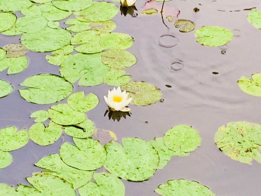 IMG_8344.jpg?type=w966