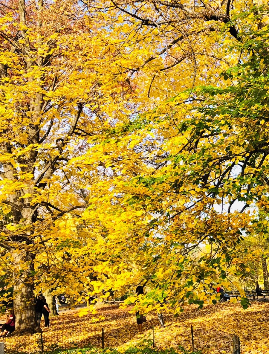 IMG_7536.jpg?type=w966