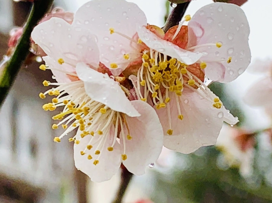 IMG_1901.jpg?type=w966