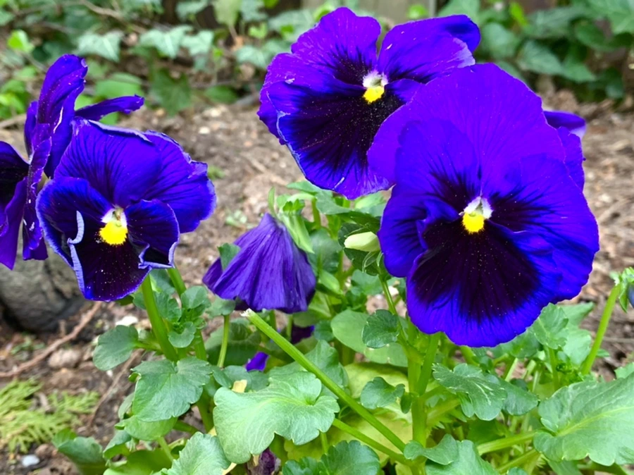 IMG_9035.jpg?type=w966