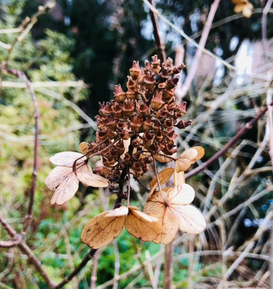 IMG_8780.jpg?type=w966