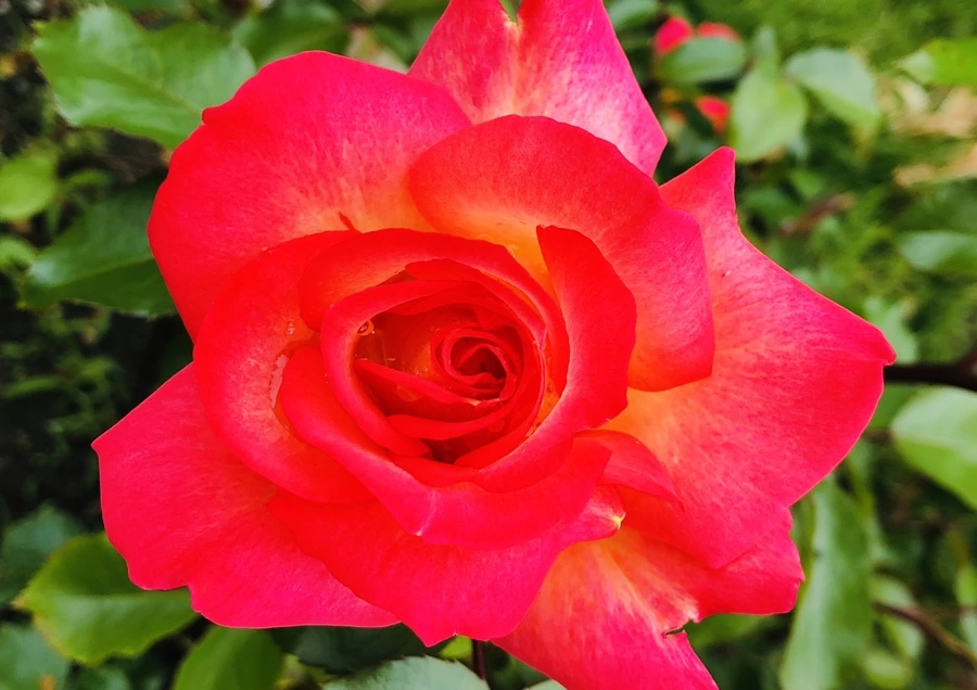 IMG_5321.jpg?type=w966