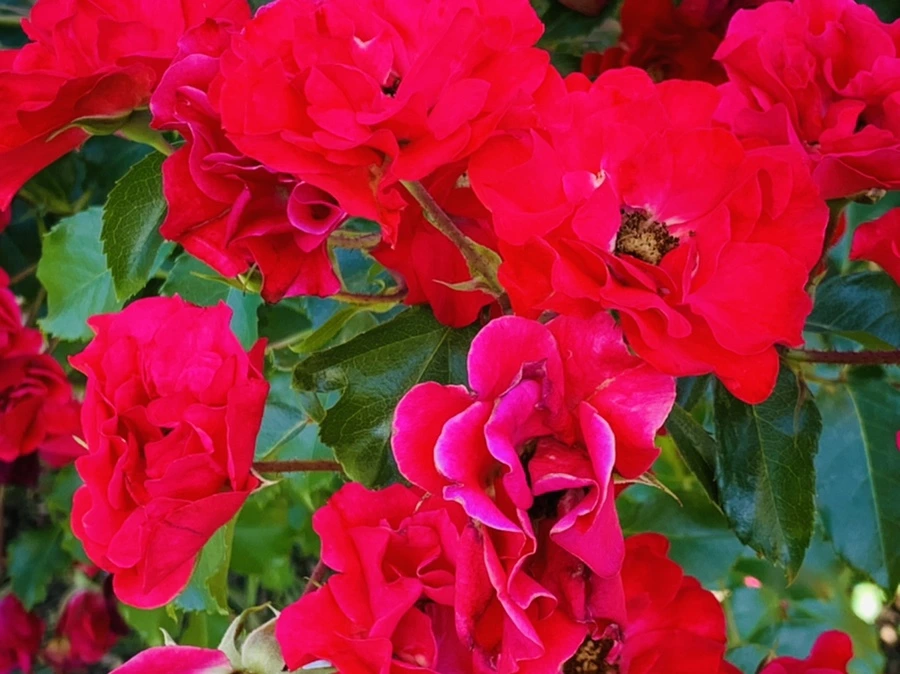 IMG_3115.jpg?type=w966