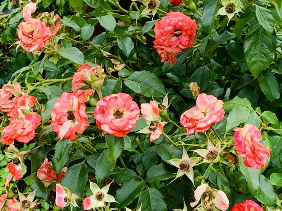 IMG_0419.jpg?type=w966